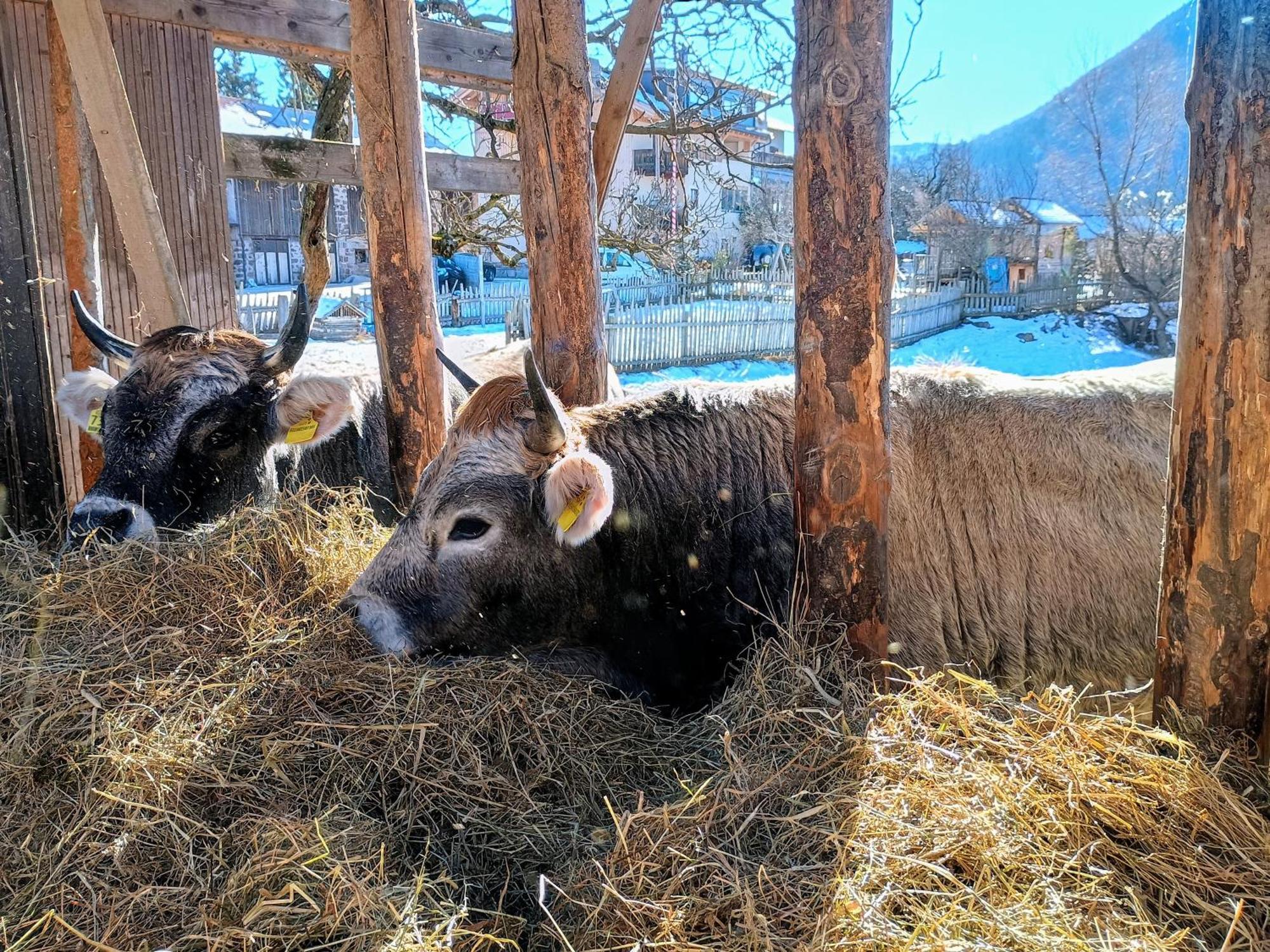 Koflhof Urlaub Auf Dem Bauernhof Aldino Exterior foto